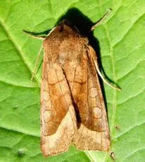 Rosy Rustic - photo 7