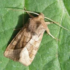 Rosy Rustic - photo 8
