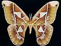 Orizaba Silkmoth - Hodges#7762