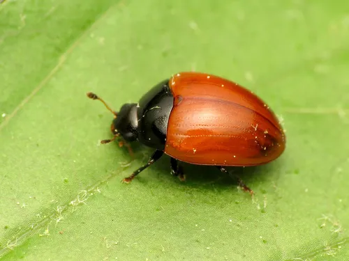 Rotitma sanguinipennis - photo 3