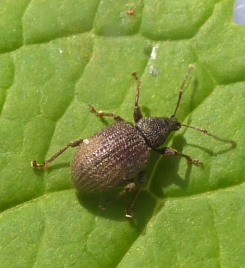 Rough Strawberry-root Weevil - Otiorhynchus rugosostriatus