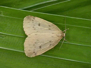 Round-winged Muslin - Thumatha senex