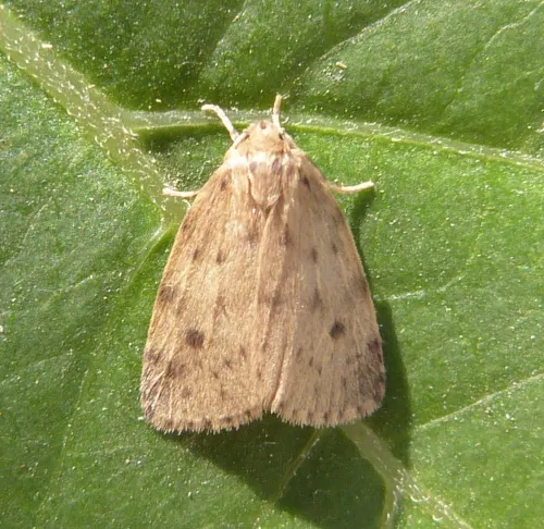 Round-winged Muslin - photo 2