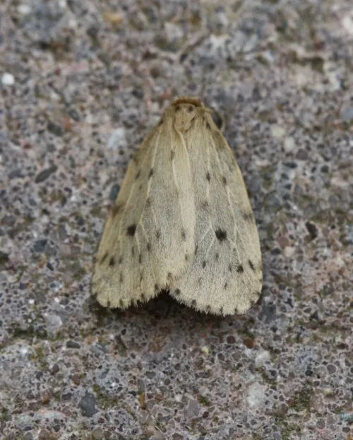 Round-winged Muslin - photo 3