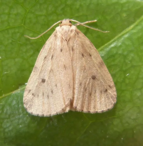 Round-winged Muslin - photo 4