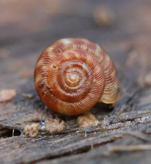 Discus Snail