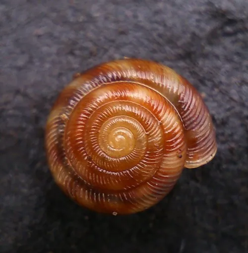 Discus Snail - photo 2