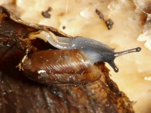 Discus Snail - photo 3