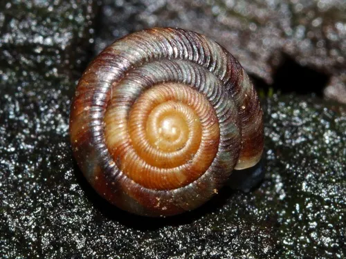 Discus Snail - photo 4