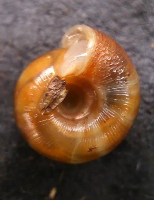 Discus Snail - photo 5