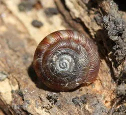Discus Snail - photo 6