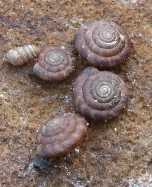 Discus Snail - photo 7
