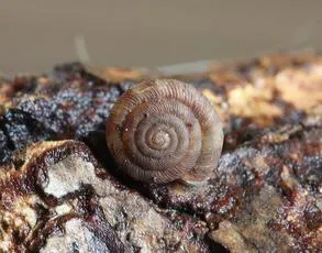Discus Snail - photo 8