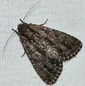 Ruacodes tela - Hodges#9810 - Ruacodes tela