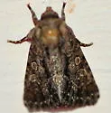 Ruacodes tela - Hodges#9810 - photo 2