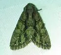 Ruacodes tela - Hodges#9810 - photo 4