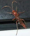 Rubicundiella annulicornis