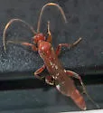 Rubicundiella annulicornis - photo 2