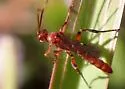 Rubicundiella annulicornis - photo 3