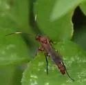 Rubicundiella annulicornis - photo 4