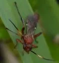 Rubicundiella annulicornis - photo 5