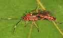 Rubicundiella mucronata