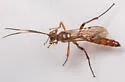 Rubicundiella mucronata - photo 4