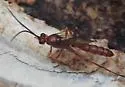 Rubicundiella perturbatrix