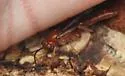 Rubicundiella perturbatrix - photo 2
