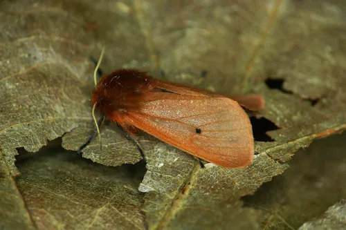 Ruby Tiger - Phragmatobia fuliginosa