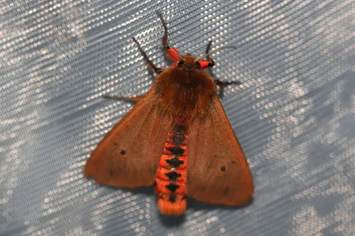 Ruby Tiger - photo 3