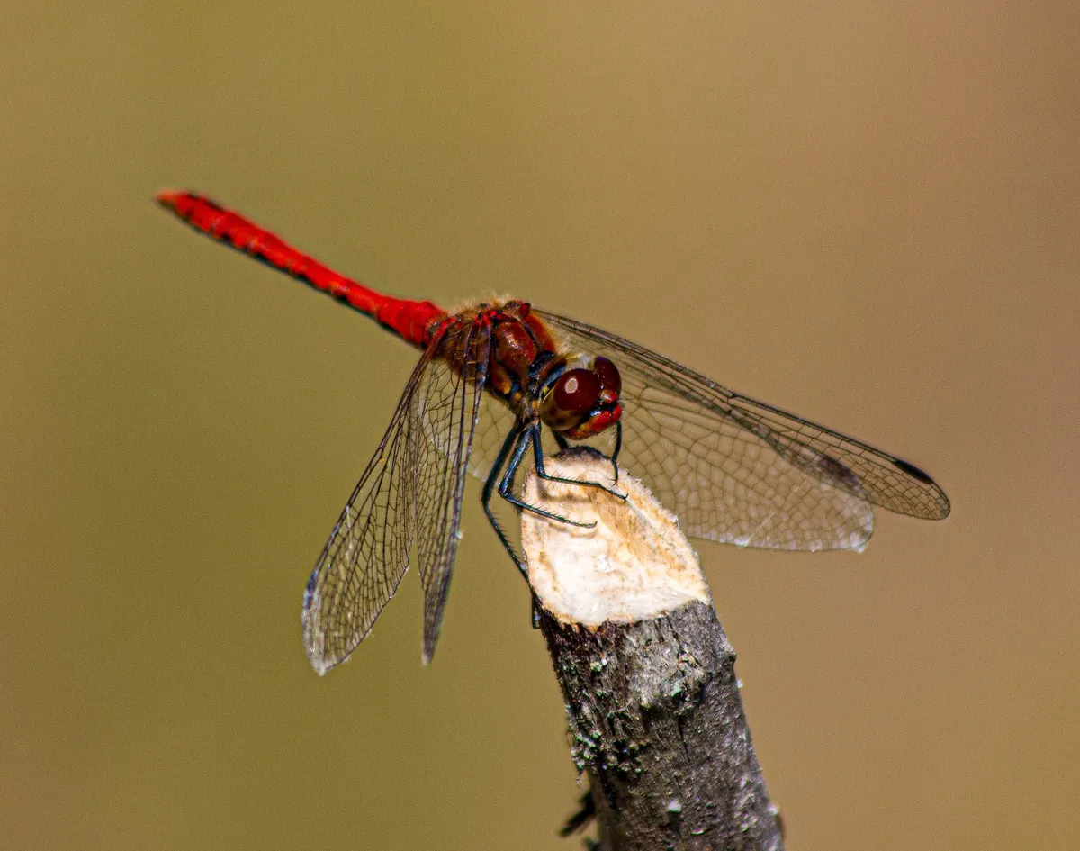 Ruddy Darter - photo 3