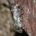 Black-tipped Rudenia Moth - Hodges#3839