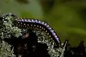 Rudiloria trimaculata