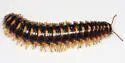 Rudiloria trimaculata - photo 2