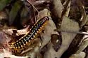 Rudiloria trimaculata - photo 3