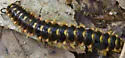 Rudiloria trimaculata - photo 4