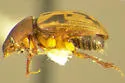 Rugaphodius rugatus - photo 2