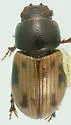 Rugaphodius rugatus - photo 3