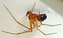 Rugathodes aurantius - Rugathodes aurantius