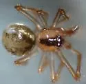 Rugathodes sexpunctatus