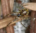 Rugathodes sexpunctatus - photo 2