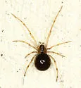 Rugathodes sexpunctatus - photo 3