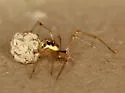 Rugathodes sexpunctatus - photo 4
