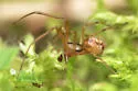 Rugathodes sexpunctatus - photo 5