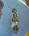 Rugilus angularis