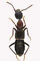 Rugilus angustatus