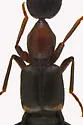 Rugilus angustatus - photo 2