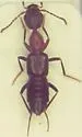 Rugilus angustatus - photo 3