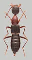 Rugilus angustatus - photo 4